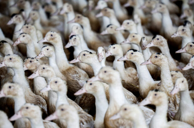 France puts country on high alert regarding bird flu