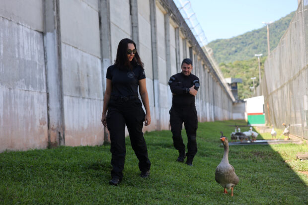 In a Florianapolis prison, a group of geese alerts the surveillance team if an inmate attempts to escape