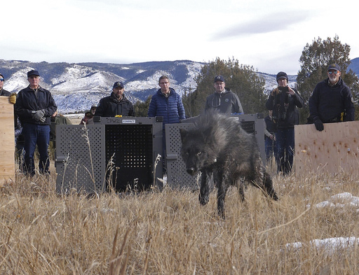 Colorado releases first 5 wolves in reintroduction plan approved by voters 