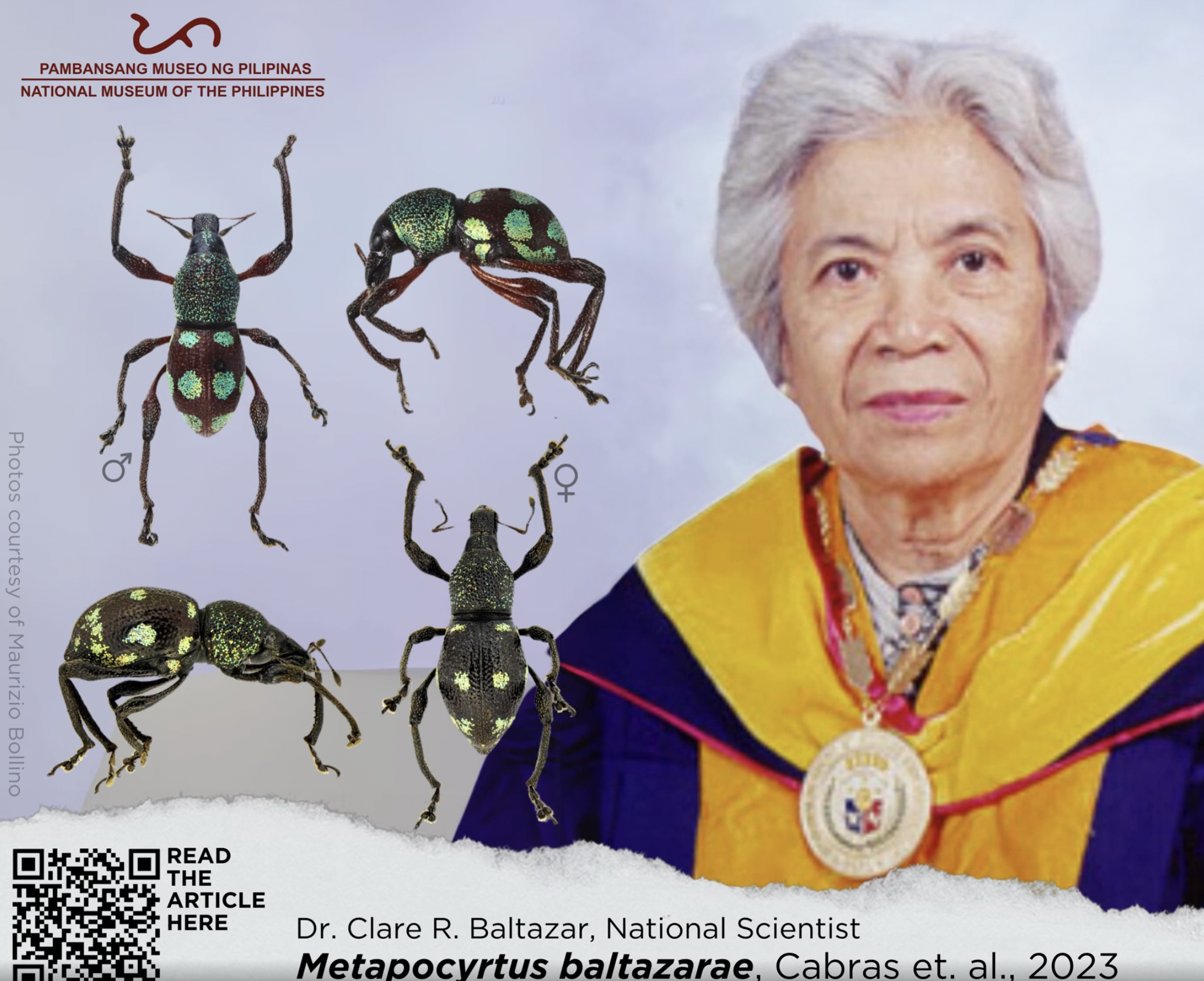 Researchers have conducted studies on a new species of beetle found in the Philippines more than three decades after its initial discovery.