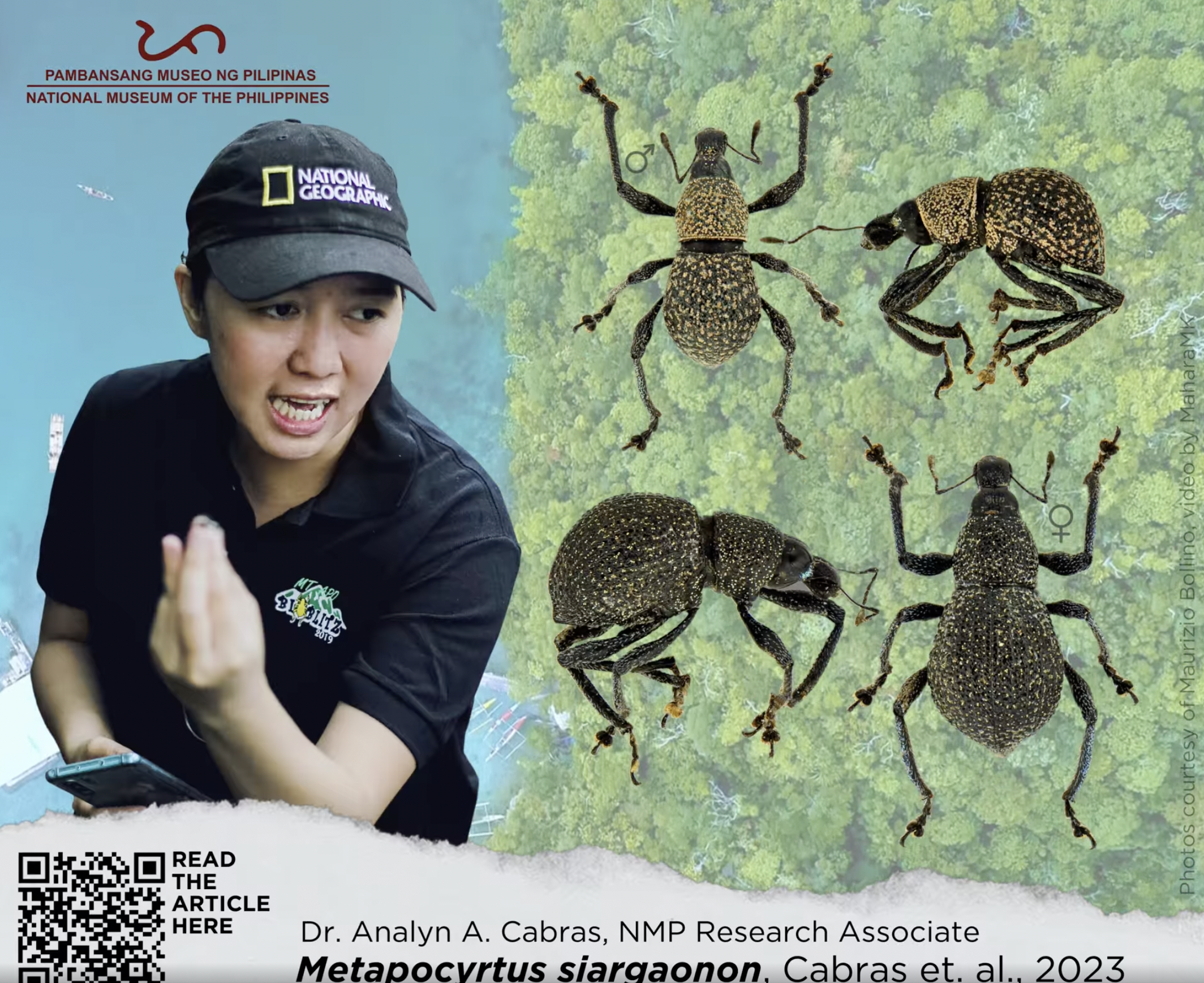 Researchers have conducted studies on a new species of beetle found in the Philippines more than three decades after its initial discovery.