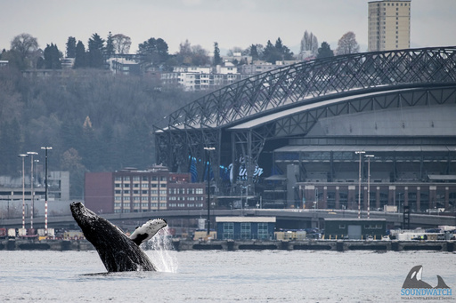 Photographs capture humpback whale's Seattle visit