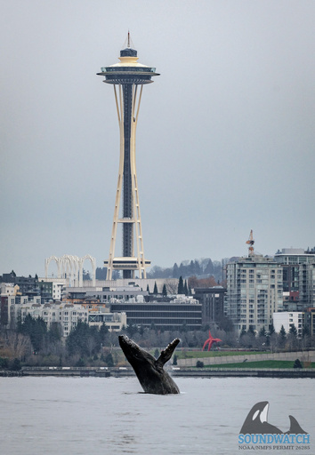 Photographs capture humpback whale's Seattle visit