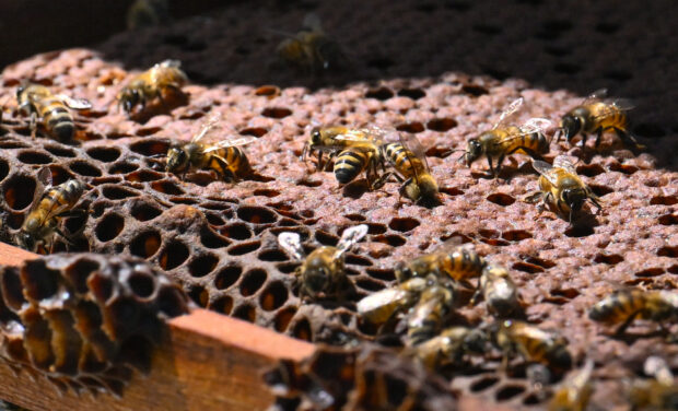 Bees work on honeycombs inside a beehive in the municipality of Socorro in Santader departament, Colombia, on Dec. 3, 2023. 