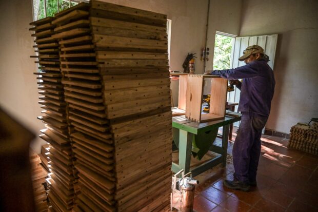 SEIZED ILLEGAL TIMBER REPURPOSED TO HELP BEES