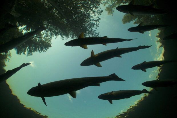 Atlantic salmon rest in a holding pool on upstream spawning migration, in Quebec