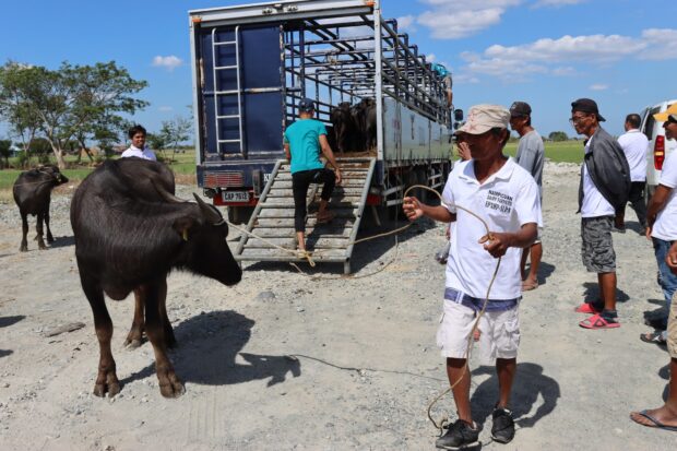 The donated carabaos being unloaded from a truck. 