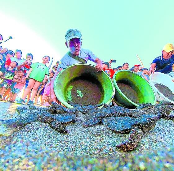 FIRST SURVIVAL TEST Villagers in Sariaya, Quezon, gather on the beach to watch the release ofturtle hatchlings and see them off as they crawl toward the water in Tayabas Bay on NewYear’s Day. —DANNY ORDOÑEZ