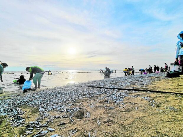 Thousands of sardines covered kilometers of shoreline in Maasim, Sarangani province, in this photo taken on Jan. 7. 