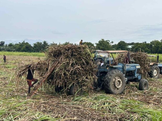 OFF TO THE MILL Workers load into tractors the sugarcane harvested from a plantation in EB Magalona, Negros Occidental, in late 2023, for transport to a milling facility. —CONTRIBUTED PHOTO
