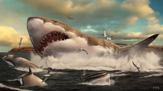 PREHISTORIC PREDATOR This handout picture released by Metazoa Studio on Nov. 25, 2020, shows an artist’s impression of the prehistoric shark Otodus megalodon. The megalodon is known as one of the most fearsome creatures the world has ever known, a giant shark immortalized in the monster movie “The Meg.” —AFP