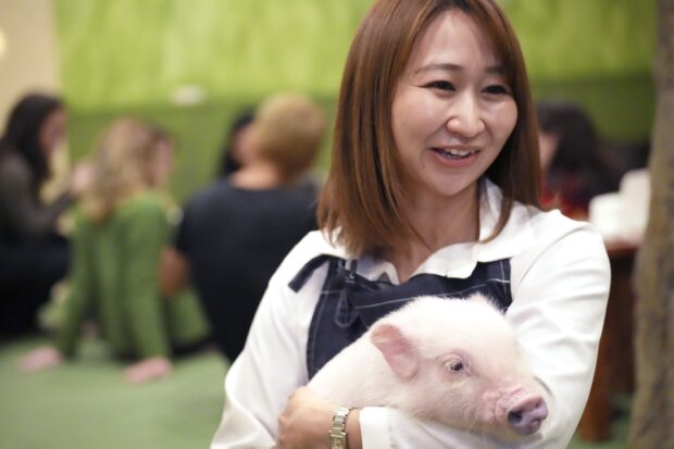 The latest craze in Japan: The pig café.