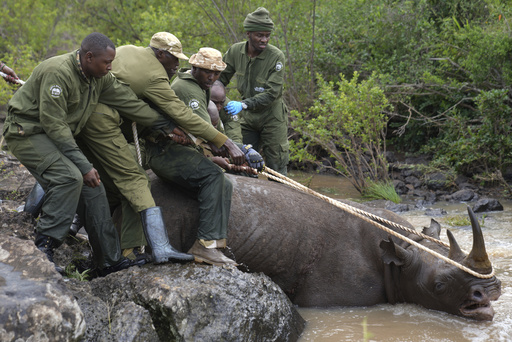 Kenya embarks on its biggest rhino relocation project