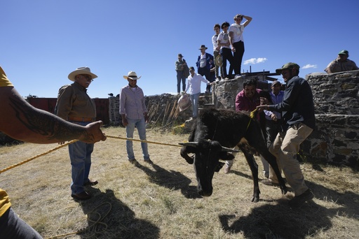 Bullfight advocates attract youth in Mexico