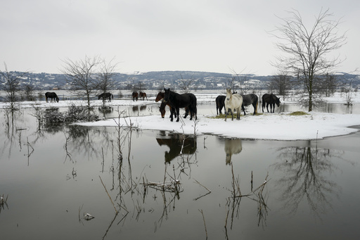 Rescue underway for 200 animals stranded in cold on Serbian river island