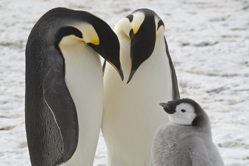 Previously unknown emperor penguin colonies found in Antarctica