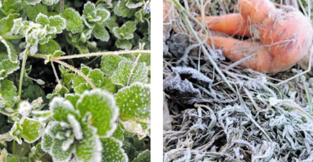 FARMERS’WOES Frost covers crops that are ready for harvestat a farm in Barangay Paoay in Atok, Benguet, on Friday. Dipping temperatures trigger ice crystals to blanket vegetable farms in the area between December and February. —PJ HAIGHT/CONTRIBUTOR