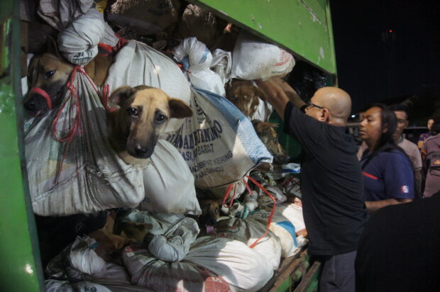 This picture taken on January 6, 2024 shows activists from Animals Hope Shelter Indonesia checking a truck containing hundreds of dogs intended for consumption after it was seized by police in Semarang.
