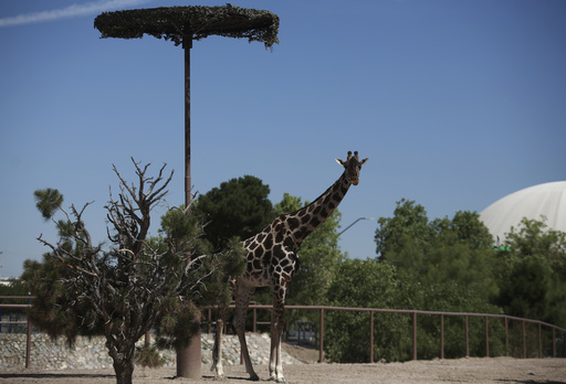 Giraffe Benito's 40-hour journey for warmth, and maybe a mate