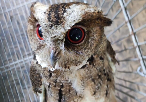 ENDEMIC. This Philippine Scops owl, a common owl endemic to the country, stares at the camera before it was released back to the wild last week at the Dupax Watershed Forest Reserve in Nueva Vizcaya. PHOTO CONTRIBUTED BY DENR-CENRO DUPAX