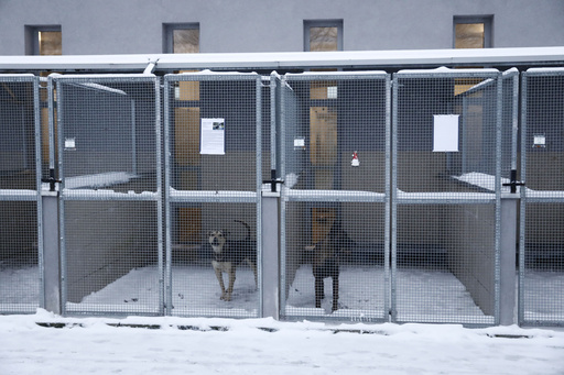 Dog shelter's appeal for homes during cold snap gets warm response 