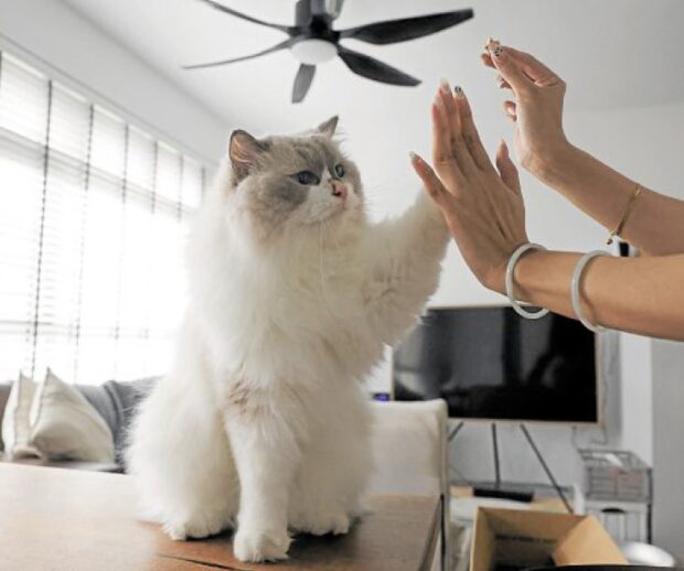 Ang Mooncake, isang Ragdoll cat, ay tumatanggap ng mga treat mula sa herowner sa loob ng isa sa Housing and Development Board flat sa Singapore noong Dis. 19, 2023.