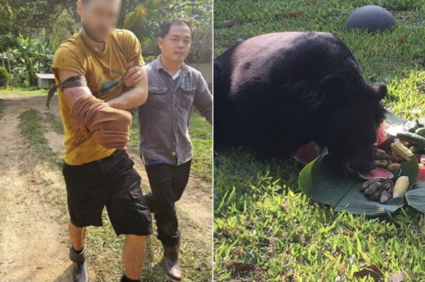 Swiss man cuts off arm to escape bear attack in Chiang Mai