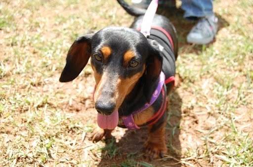 Dachshunds, which can live for up to 14 years, are among the dog breeds with the longest life expectancy, according to a new research. 