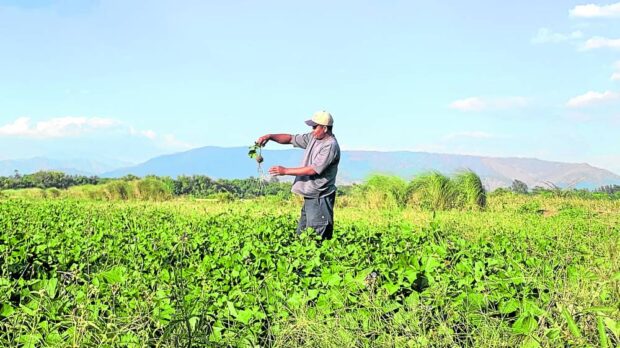 A turnip farmer, in this photo taken onTuesday, checks a plantation bordering San Marcelino and San Antonio towns in Zambales amid the scarcity of rain. Farmers in Central Luzon are reeling from the impact of the drought and dry spell accompanying the El Niño phenomenon. 
