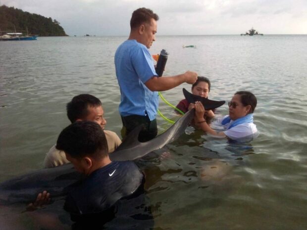 PHOTO: An Indo-Pacific bottlenose dolphin gets help from villagers and local marine experts after it got stranded on the coast of Barangay Kalilayan Ilaya in Quezon province’sUnisan town on Feb. 13.  STORY: Illegal fishing takes toll on marine life in Quezon