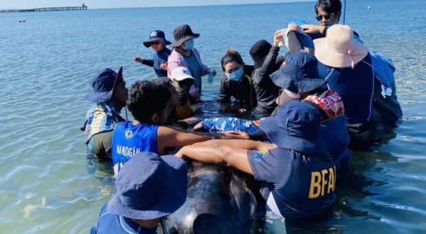 PHOTO: Bureau of Fisheries and Aquatic Resources (BFAR) personnel and volunteers work together in this photo taken Feb. 13, 2924, to keep “Valerie,” a female adult short-finned pilot whale, afloat in Narvacan, Ilocos Sur, after she lost her natural buoyancy due to unknown trauma. STORY: In Ilocos Sur, rescuers mourn death of pilot whale