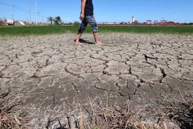 PHOTO: Farms, like ricefields in Bulacan province, are starting to dry up due to the absence of heavy rains and a shortage of irrigation water. A government task force says 80 of the country’s 82 provinces will feel the impact of the El Niño weather phenomenon in varying degrees until June. STORY: Task force: El Niño seen to spare only 2 provinces