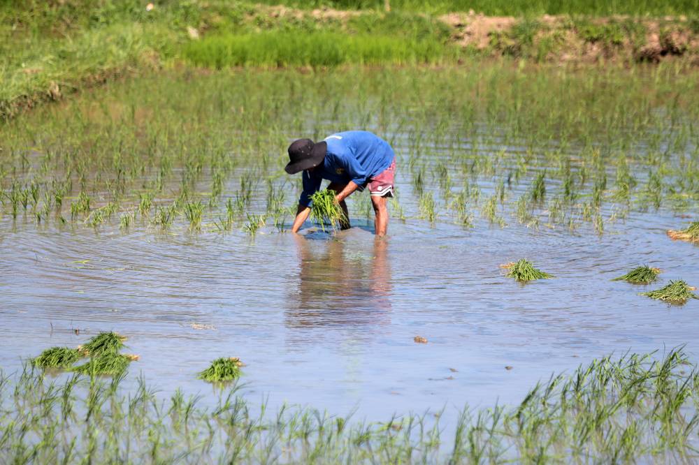 A farmer transplants rice seedlingsin a paddy in Pulilan, Bulacan