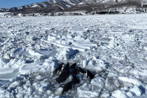 At least 10 killer whales trapped by sea ice off Hokkaido, Japan