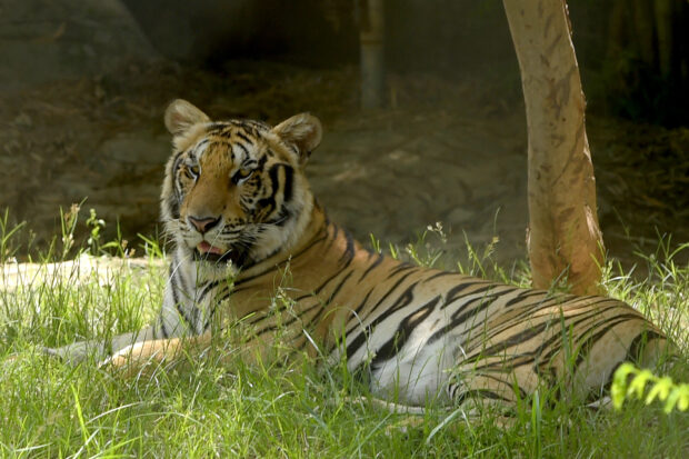 Cambodia looks to import Indian tigers to revive big cat population