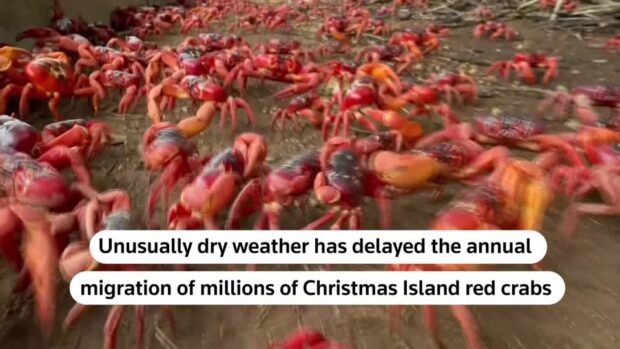 Dry weather hampers mass Christmas Island crab migration