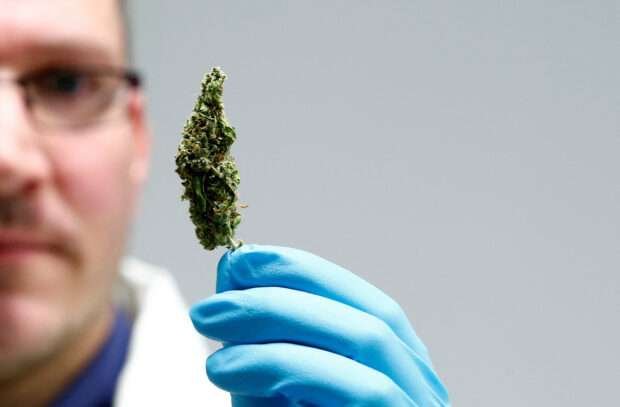 An employee holds up cannabis in the laboratory at the headquarters of herbal medicines manufacturer Bionorica in Neumarkt