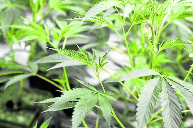 PHOTO: Stock image of marijuana plants STORY: Group pushes medical use of marijuana