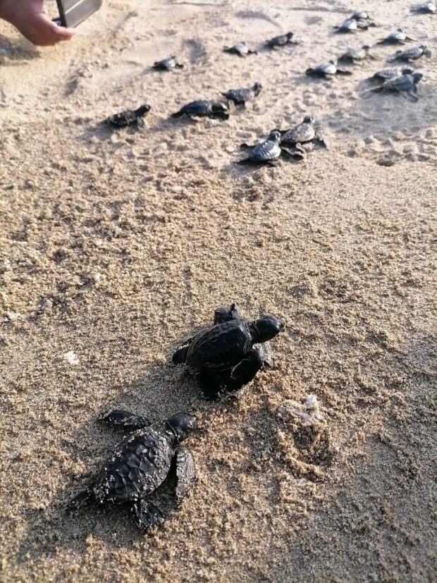 Newly hatched Olive Ridley turtles crawl back to their natural habitat in Sta. Cruz village in Donsol town, Sorsogon province on Thursday, Feb. 8. 