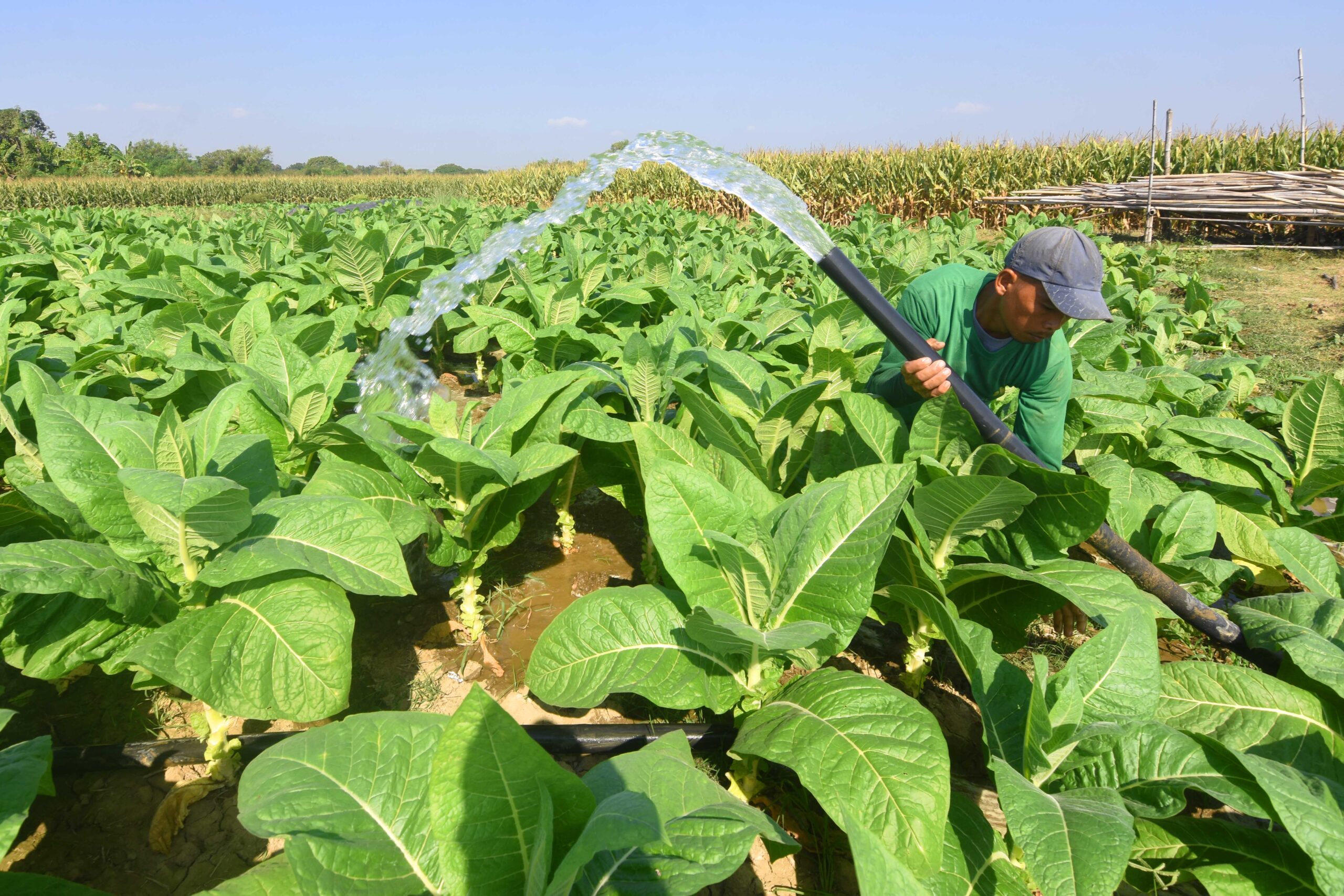 Luzon farmers start to feel El Niño’s grip | Inquirer News