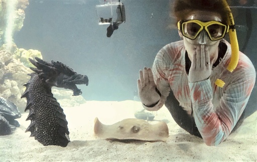 Charlotte, stingray with no male companion, is pregnant in her aquarium