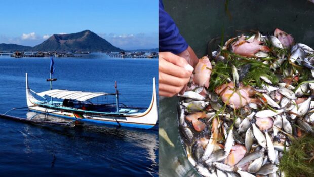 Tawilis 2-month fishing ban in Taal Lake ends