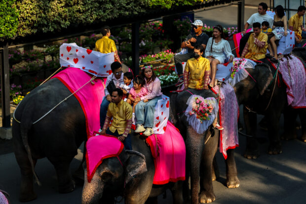 Thai couples marry on elephants for Valentine's Day