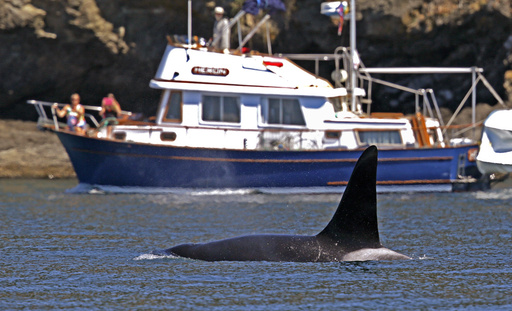 US Coast Guard launches boat alert system to keep whales safe