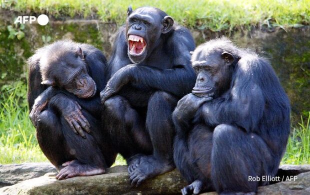 PHOTO: Three chimpanzees. STORY: Apes share common ‘joker’ ancestor, study suggests