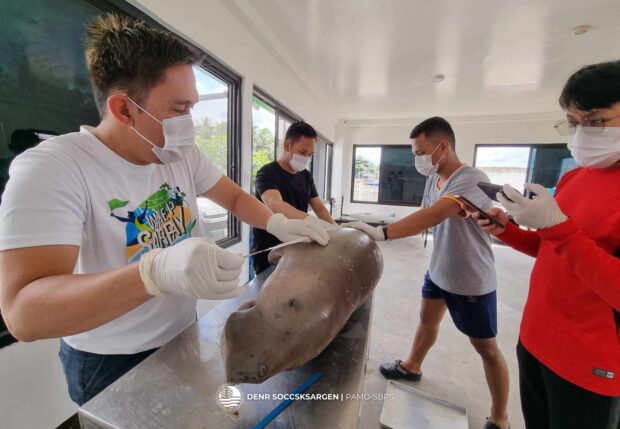 Dr. Roy Mejorada (left), science research specialist of the Sarangani Bay Protected Seascape, examines the dead sea cow. He found that the mammal had swallowed strands of nylon from discarded fishing nets which got entangled in the seagrass. 