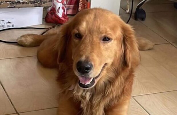 PHOTO: Golden Retriever named Killua. STORY: PAWS asks dog meat eaters in CamSur village to get anti-rabies shots