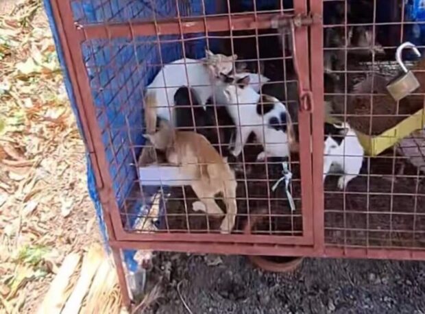 PHOTO: Caged cats in Dasmariñas STORY: Dasmariñas City execs probe animal cruelty report in village pound