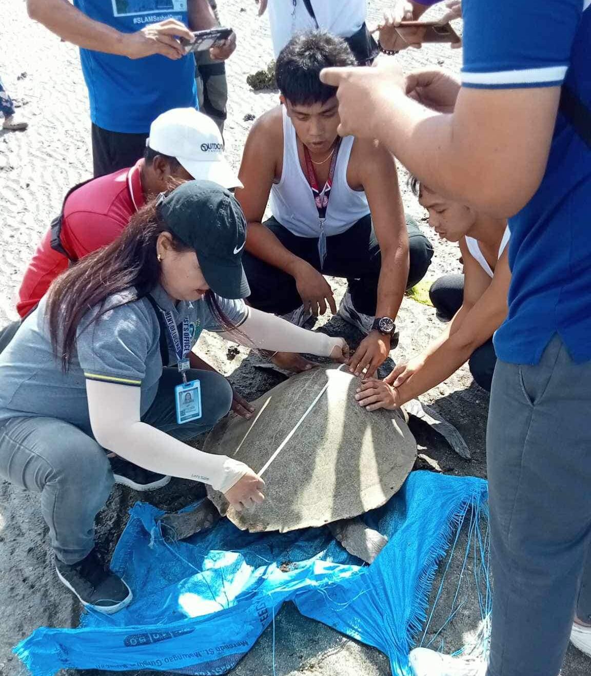 Stranded turtle released back to Tayabas Bay