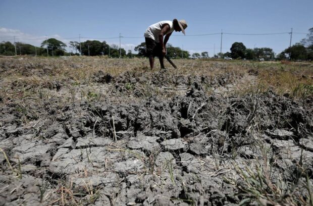 PHOTO: A watermelon farmer looks at his land in Imus, Cavite, which has dried up amid a strong and mature El Niño. STORY: DSWD readies P1.4B in assistance for drought-hit areas
